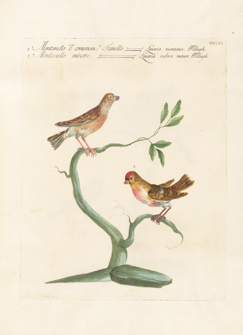 Ornithologia methodice digesta Pl.338 by Saverio Manetti, 1767-1776 — digital art print download