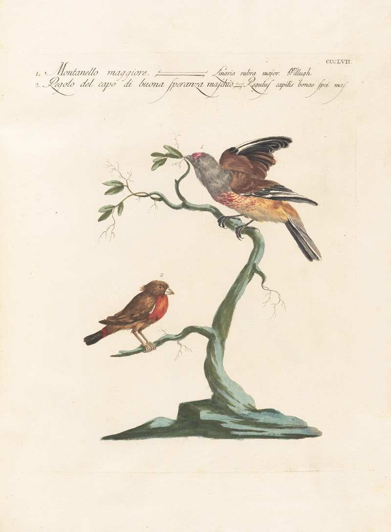 Ornithologia methodice digesta Pl.339 by Saverio Manetti, 1767-1776 — digital art print download