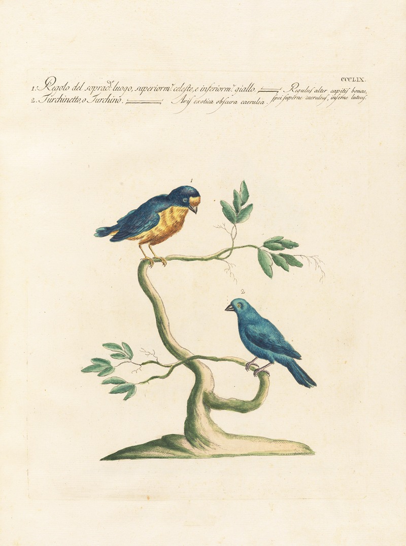 Ornithologia methodice digesta Pl.341 by Saverio Manetti, 1767-1776 — digital art print download
