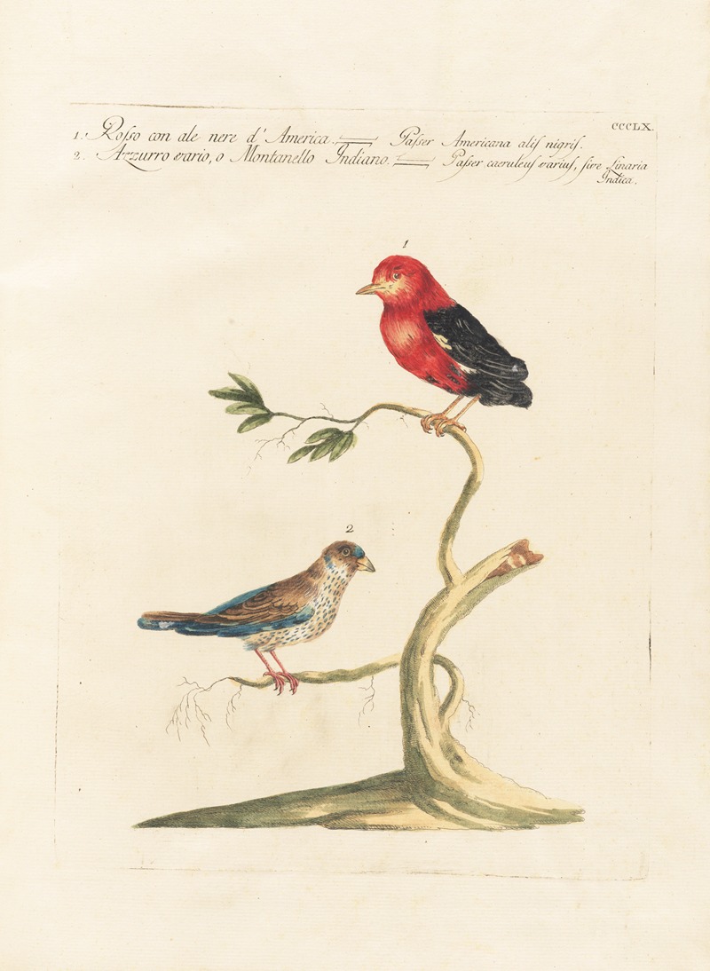 Ornithologia methodice digesta Pl.342 by Saverio Manetti, 1767-1776 — digital art print download