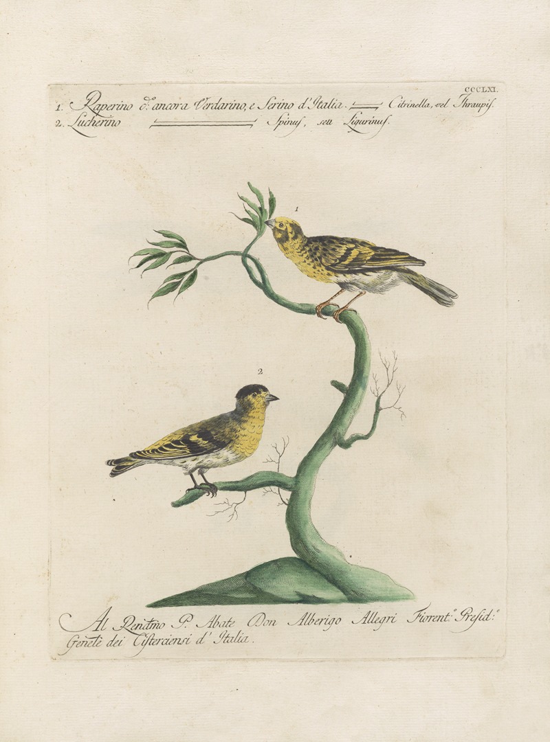 Ornithologia methodice digesta Pl.343 by Saverio Manetti, 1767-1776 — digital art print download