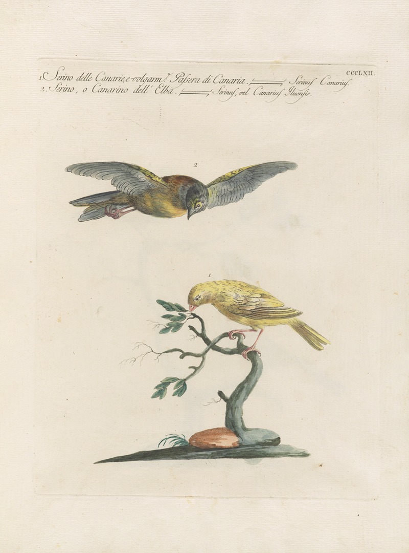 Ornithologia methodice digesta Pl.344 by Saverio Manetti, 1767-1776 — digital art print download