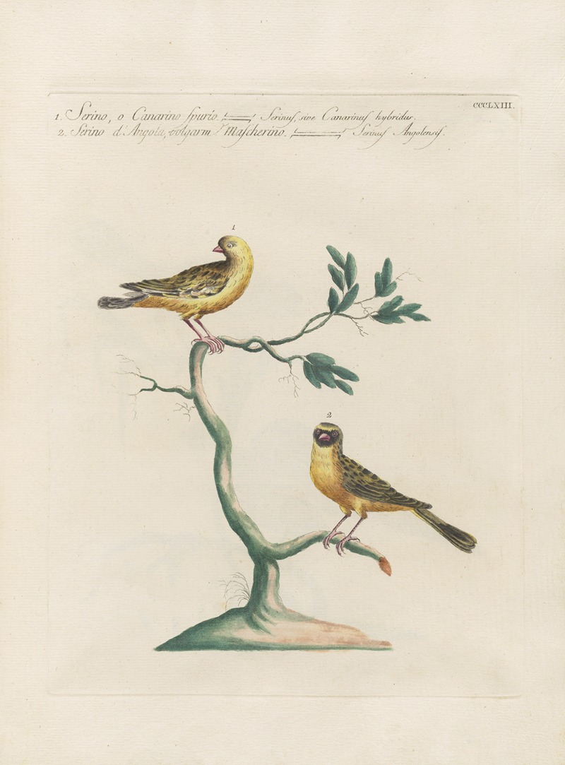 Ornithologia methodice digesta Pl.345 by Saverio Manetti, 1767-1776 — digital art print download