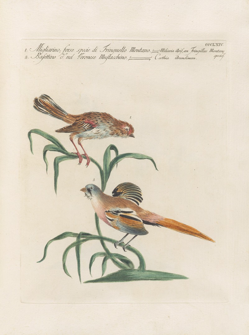 Ornithologia methodice digesta Pl.346 by Saverio Manetti, 1767-1776 — digital art print download