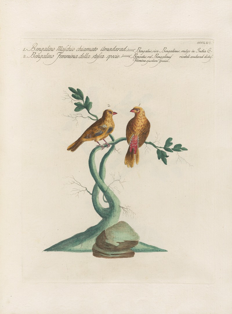 Ornithologia methodice digesta Pl.347 by Saverio Manetti, 1767-1776 — digital art print download