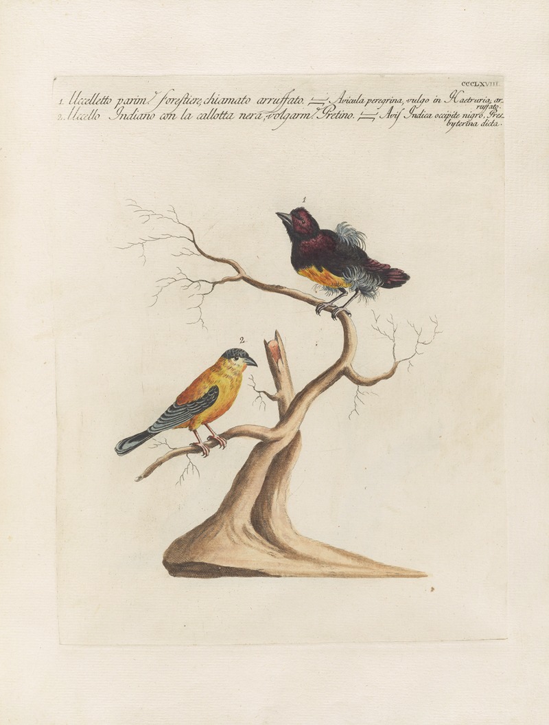 Ornithologia methodice digesta Pl.350 by Saverio Manetti, 1767-1776 — digital art print download