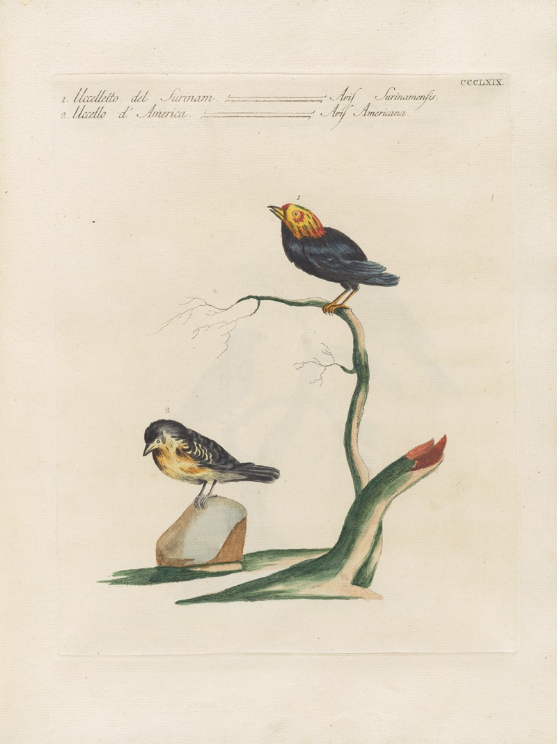 Ornithologia methodice digesta Pl.351 by Saverio Manetti, 1767-1776 — digital art print download