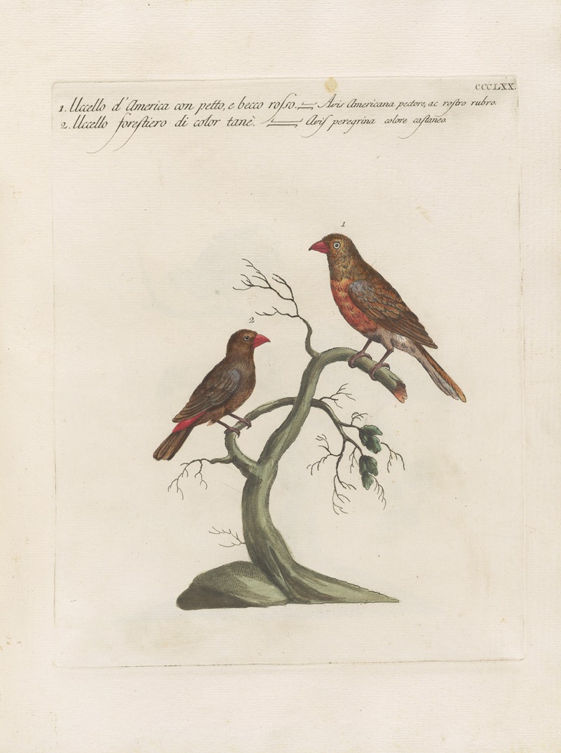 Ornithologia methodice digesta Pl.352 by Saverio Manetti, 1767-1776 — digital art print download