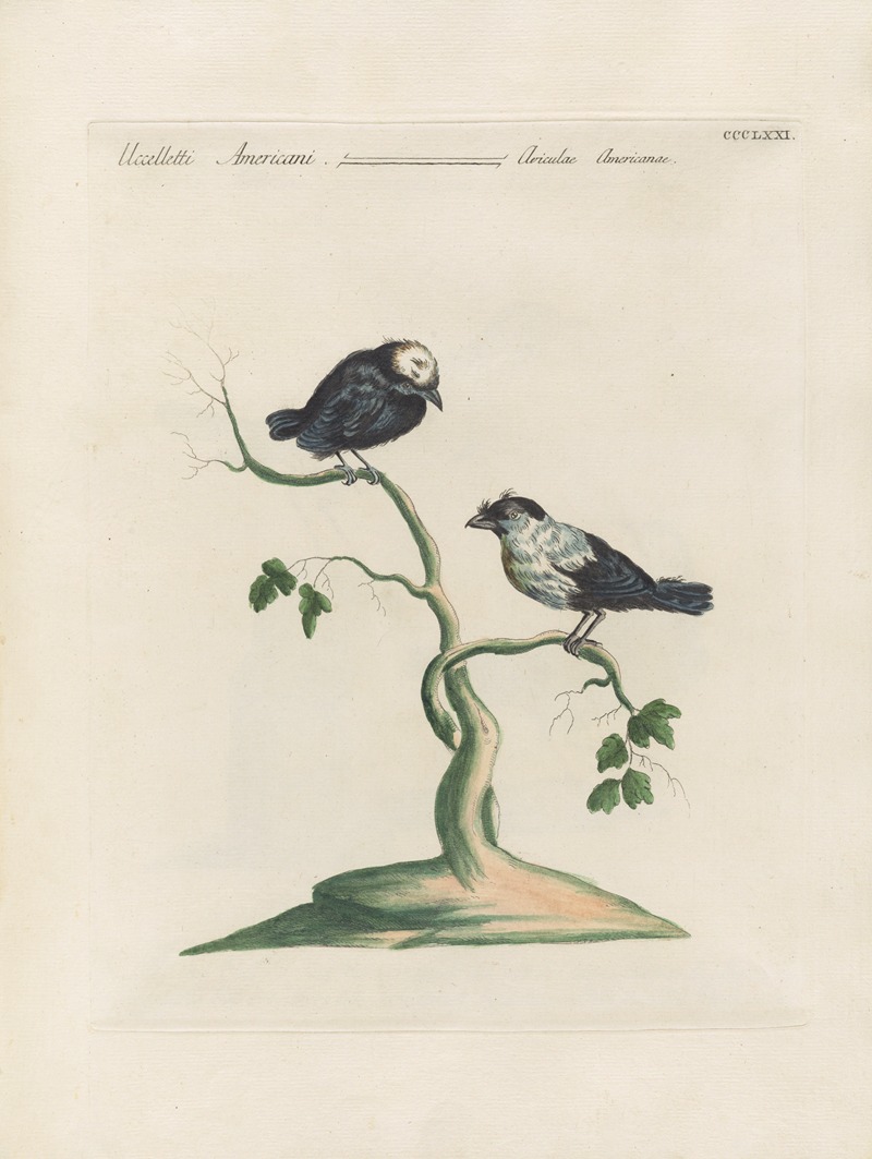 Ornithologia methodice digesta Pl.353 by Saverio Manetti, 1767-1776 — digital art print download