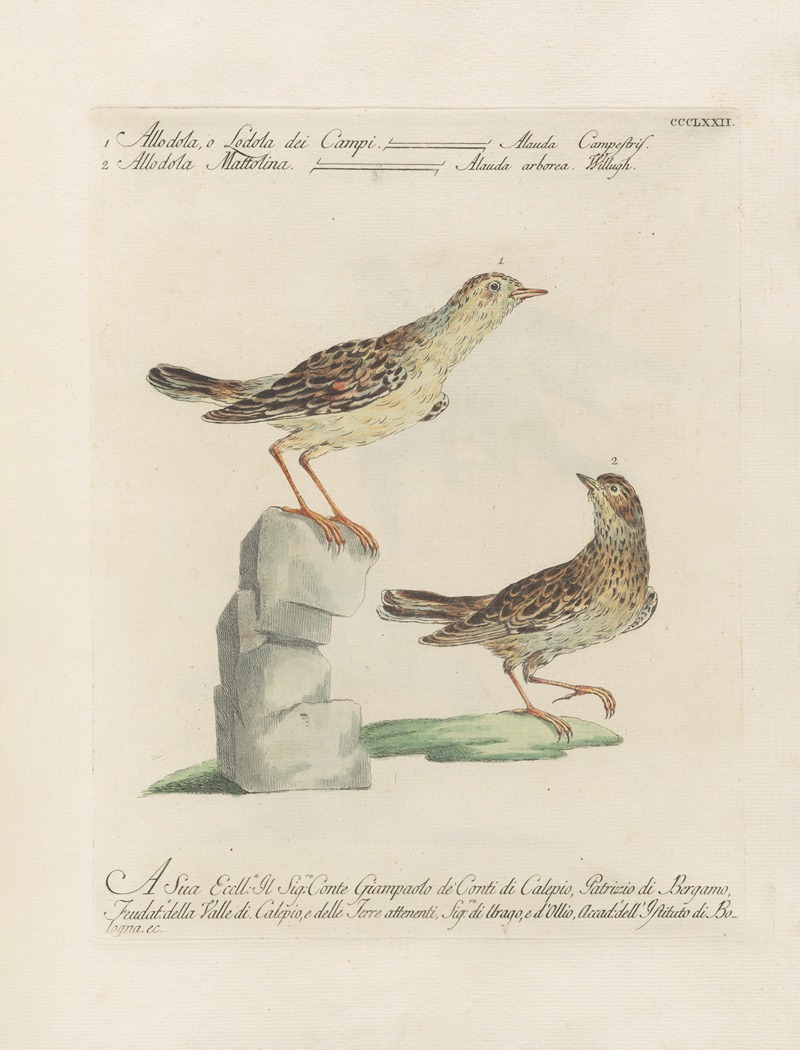 Ornithologia methodice digesta Pl.354 by Saverio Manetti, 1767-1776 — digital art print download