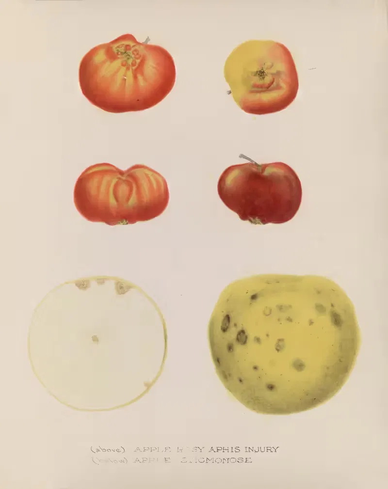 Apple Rosy Aphis Injury, Apple Stigmonose — U.S. Bureau of Plant Industry