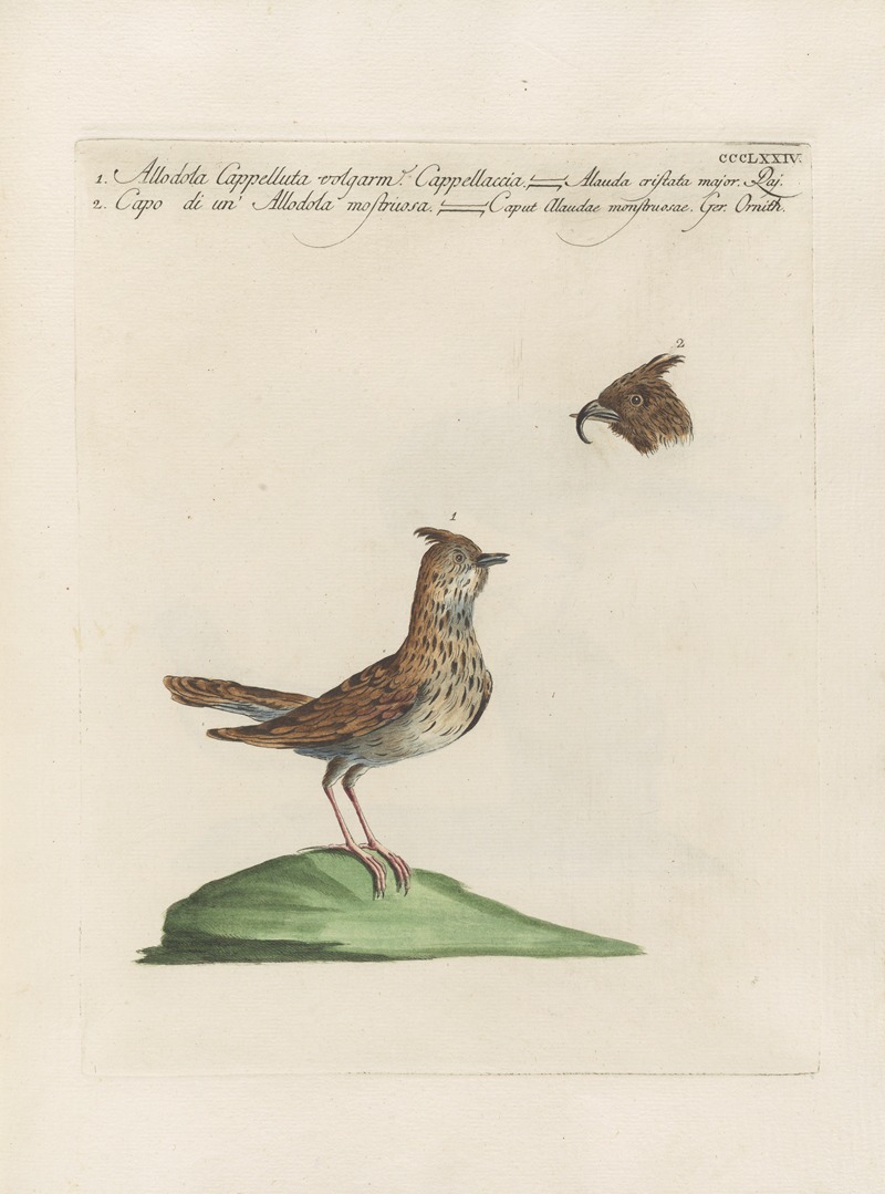Ornithologia methodice digesta Pl.356 by Saverio Manetti, 1767-1776 — digital art print download