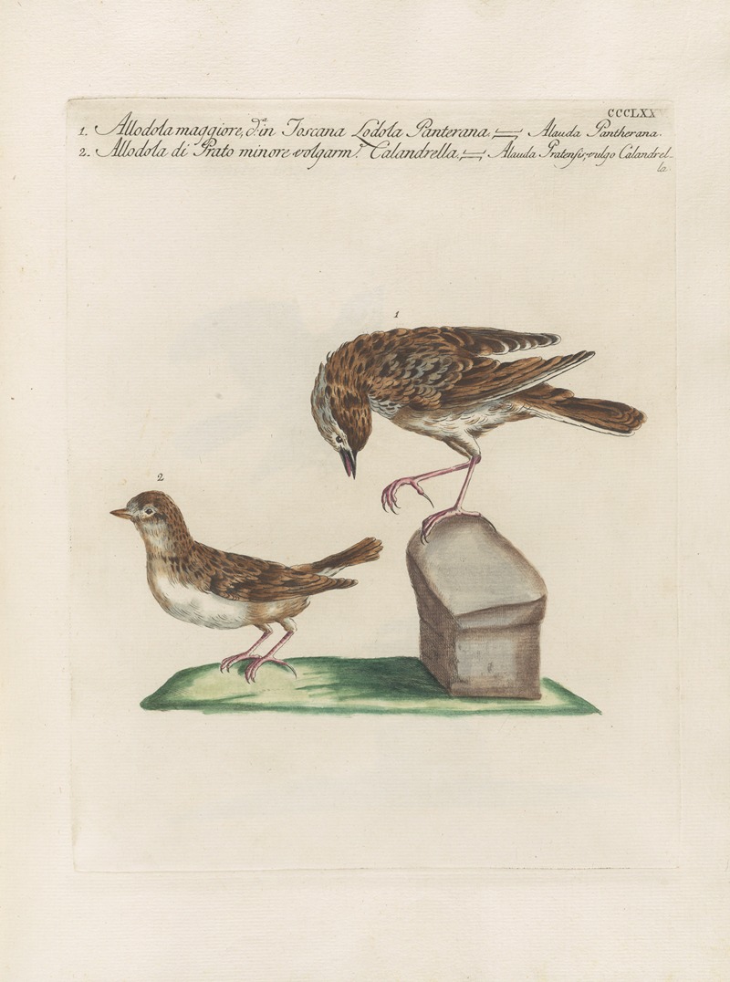 Ornithologia methodice digesta Pl.357 by Saverio Manetti, 1767-1776 — digital art print download