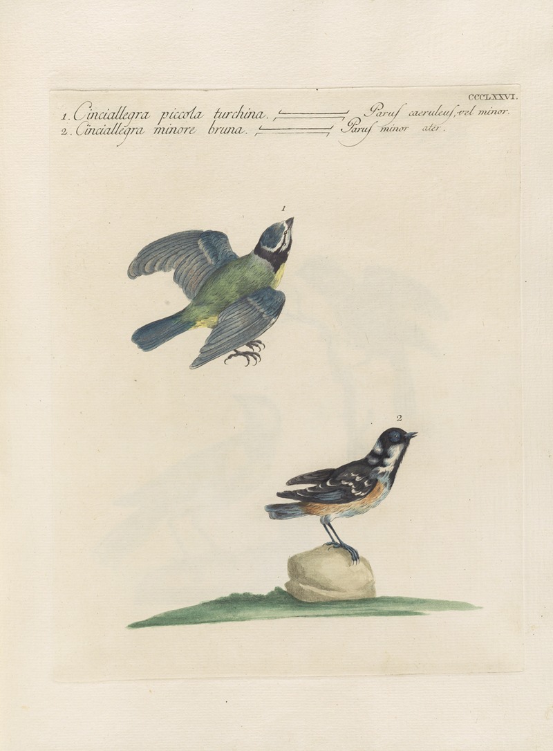 Ornithologia methodice digesta Pl.358 by Saverio Manetti, 1767-1776 — digital art print download