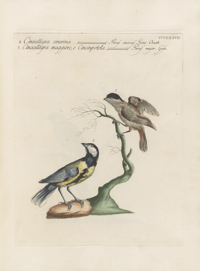 Ornithologia methodice digesta Pl.359 by Saverio Manetti, 1767-1776 — digital art print download