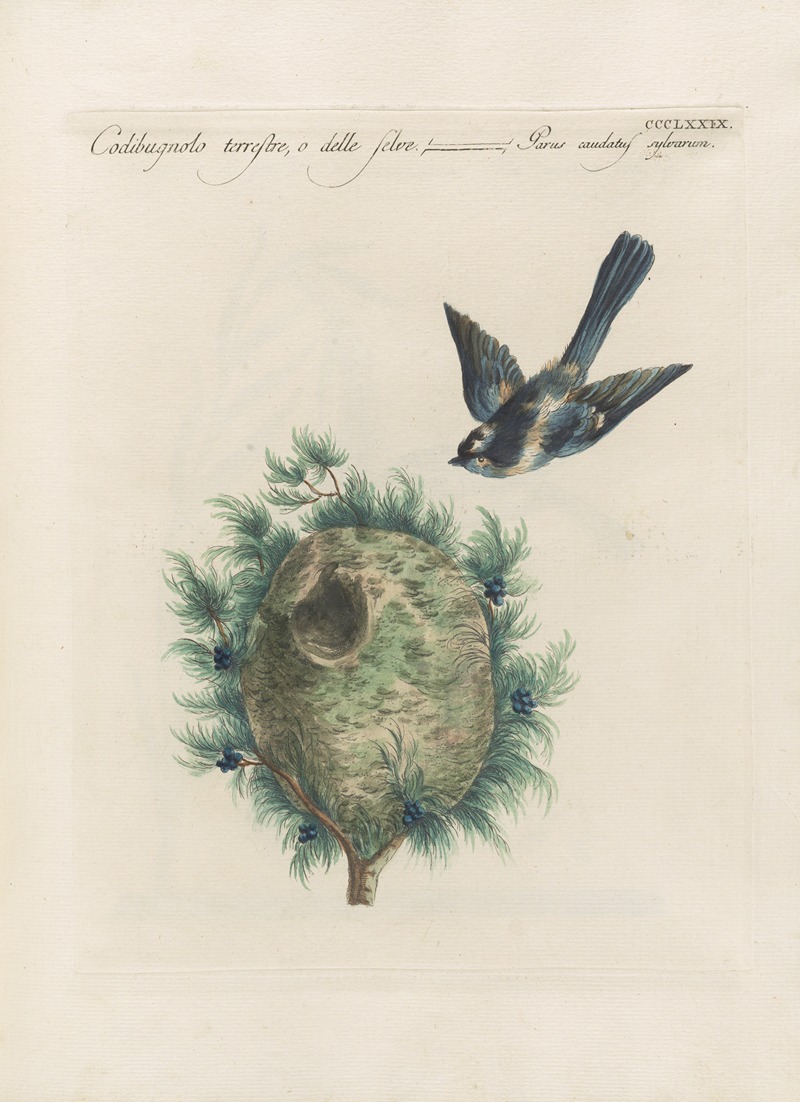 Ornithologia methodice digesta Pl.361 by Saverio Manetti, 1767-1776 — digital art print download
