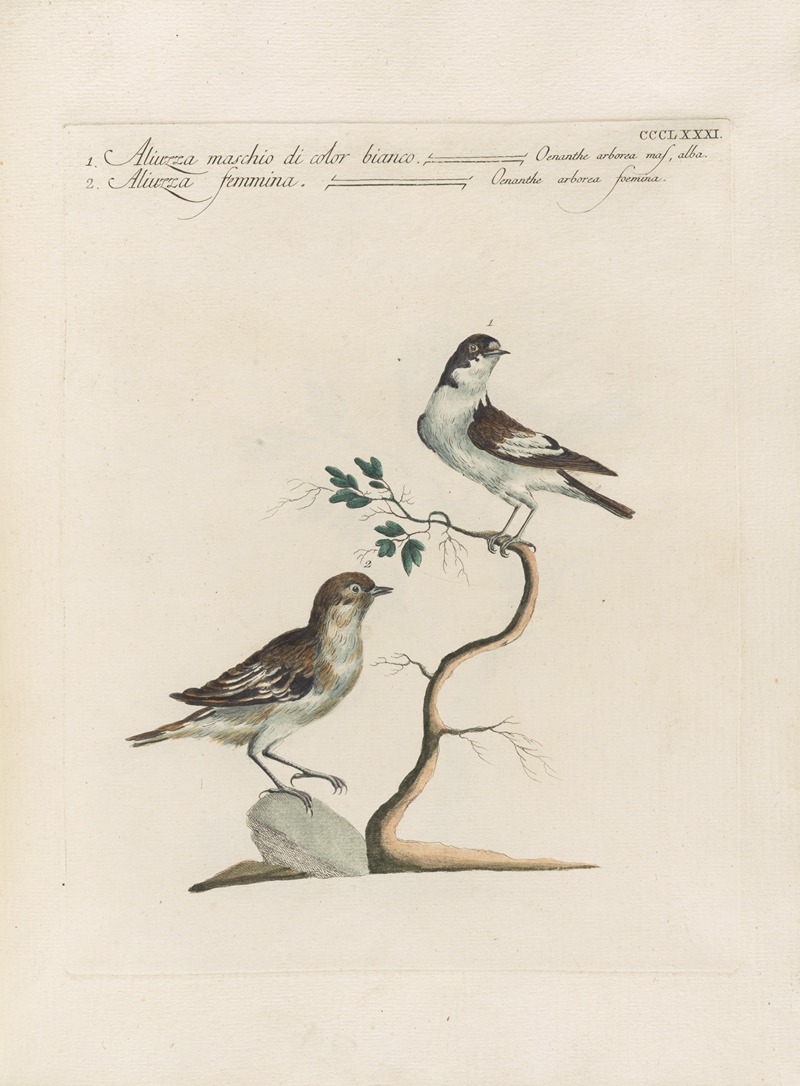 Ornithologia methodice digesta Pl.363 by Saverio Manetti, 1767-1776 — digital art print download