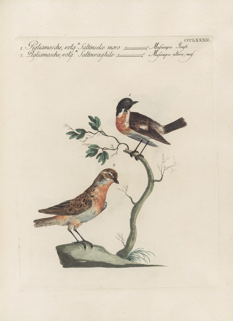 Ornithologia methodice digesta Pl.364 by Saverio Manetti, 1767-1776 — digital art print download