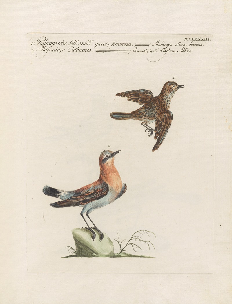 Ornithologia methodice digesta Pl.365 by Saverio Manetti, 1767-1776 — digital art print download