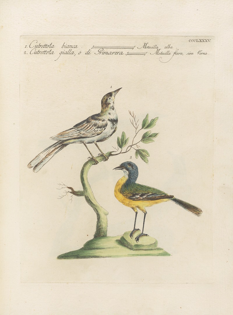 Ornithologia methodice digesta Pl.367 by Saverio Manetti, 1767-1776 — digital art print download