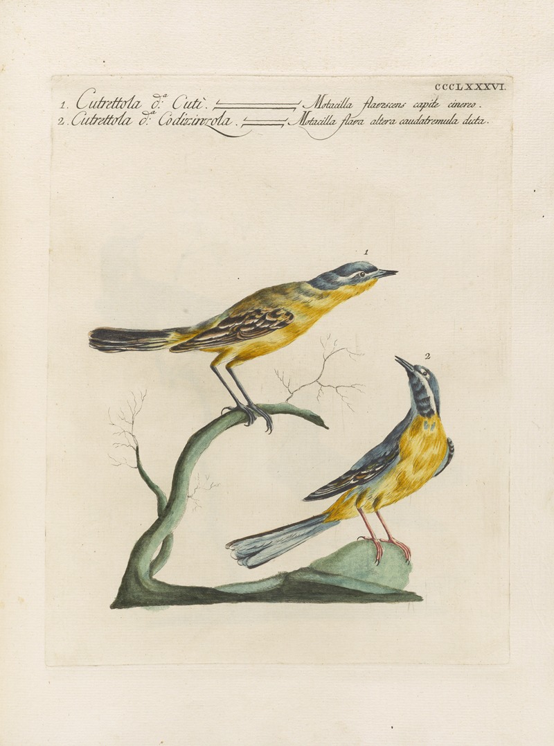 Ornithologia methodice digesta Pl.368 by Saverio Manetti, 1767-1776 — digital art print download