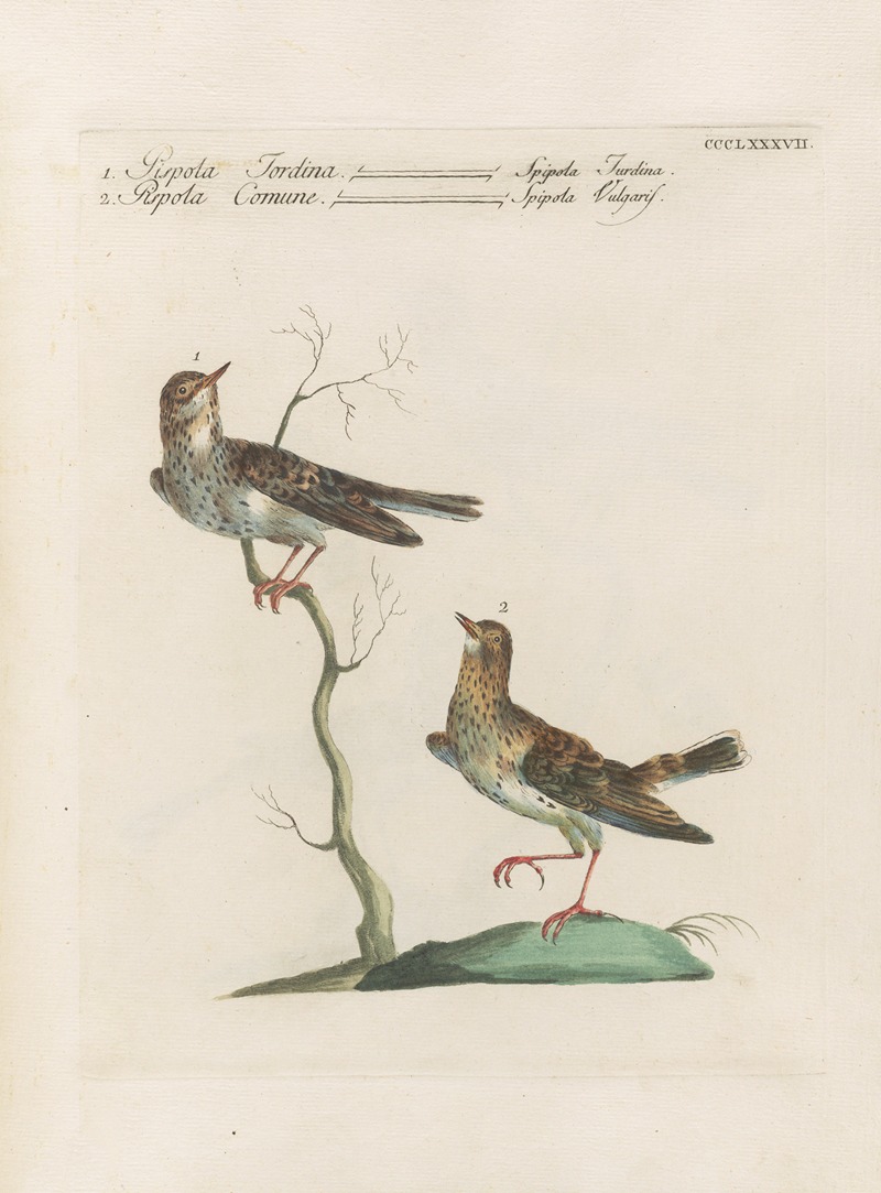 Ornithologia methodice digesta Pl.369 by Saverio Manetti, 1767-1776 — digital art print download