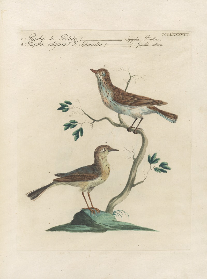 Ornithologia methodice digesta Pl.370 by Saverio Manetti, 1767-1776 — digital art print download