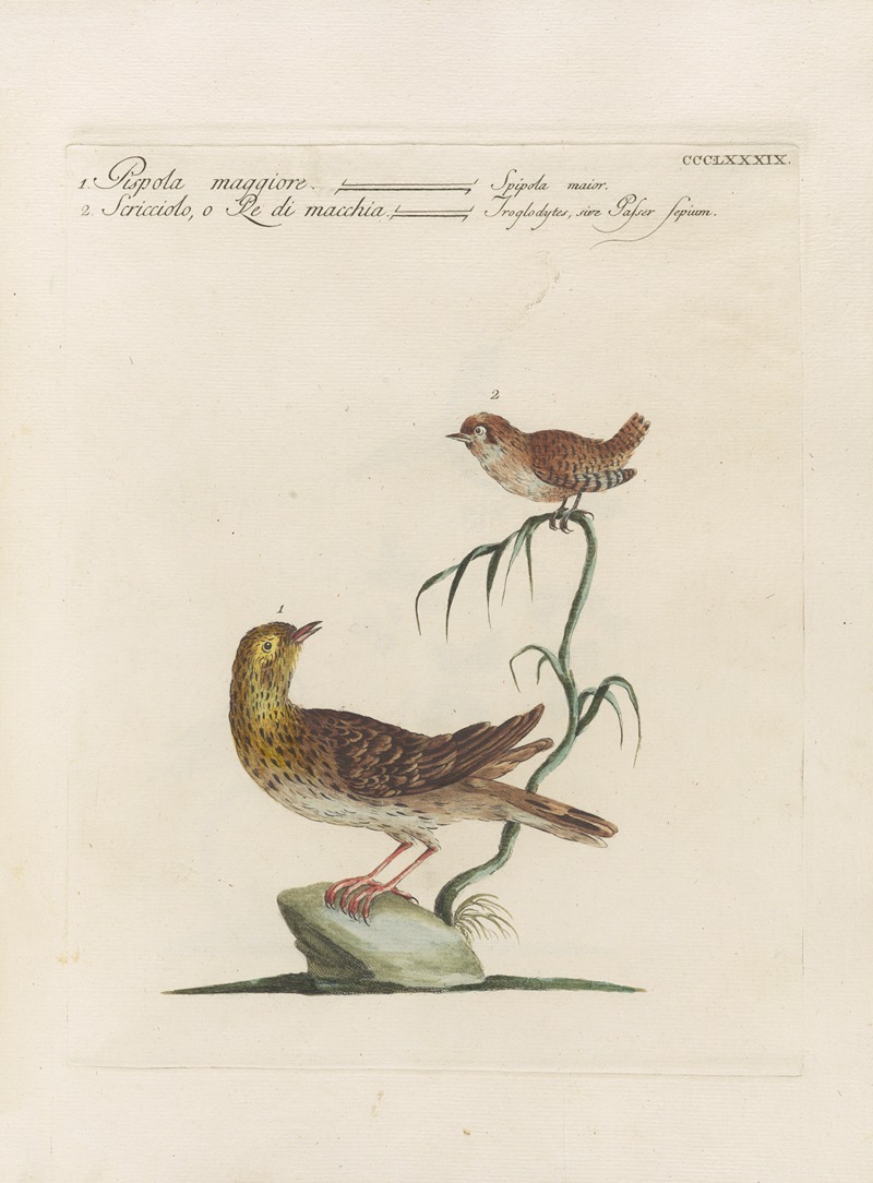Ornithologia methodice digesta Pl.371 by Saverio Manetti, 1767-1776 — digital art print download