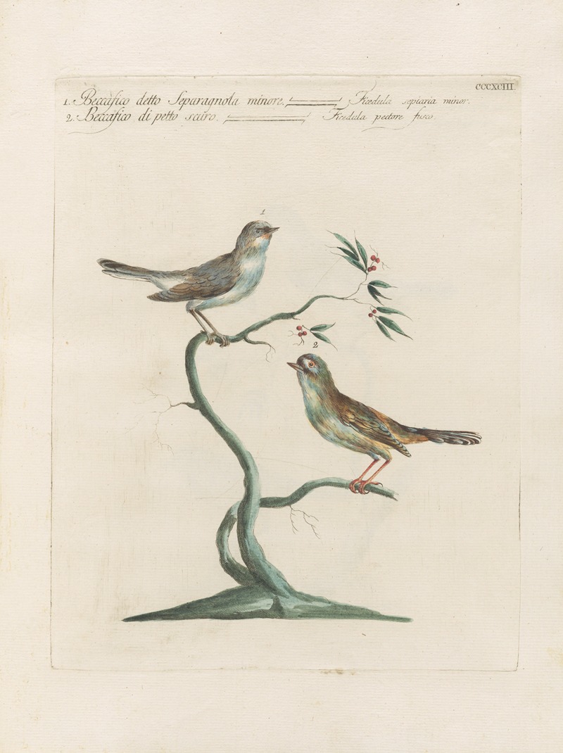 Ornithologia methodice digesta Pl.375 by Saverio Manetti, 1767-1776 — digital art print download