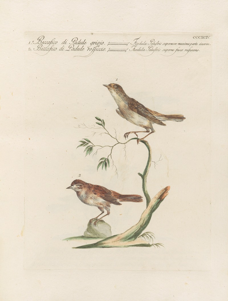 Ornithologia methodice digesta Pl.376 by Saverio Manetti, 1767-1776 — digital art print download