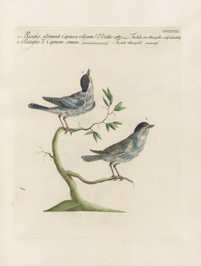 Ornithologia methodice digesta Pl.380 by Saverio Manetti, 1767-1776 — digital art print download