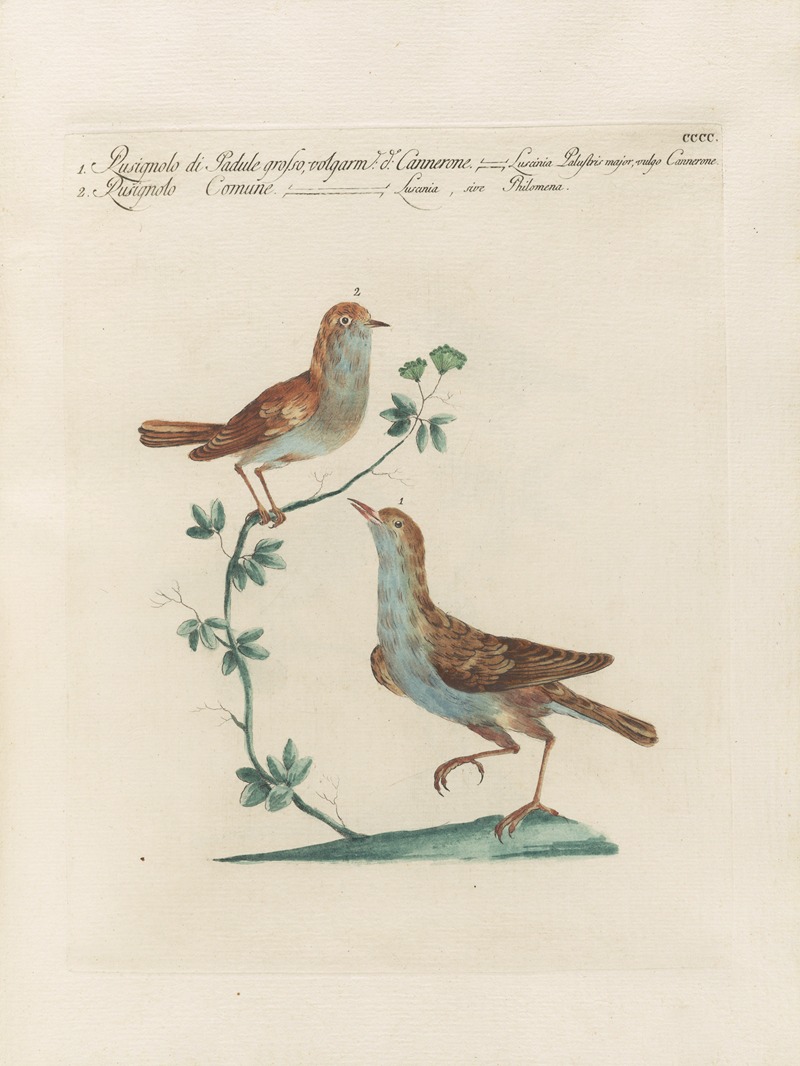 Ornithologia methodice digesta Pl.382 by Saverio Manetti, 1767-1776 — digital art print download
