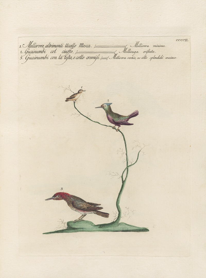 Ornithologia methodice digesta Pl.384 by Saverio Manetti, 1767-1776 — digital art print download