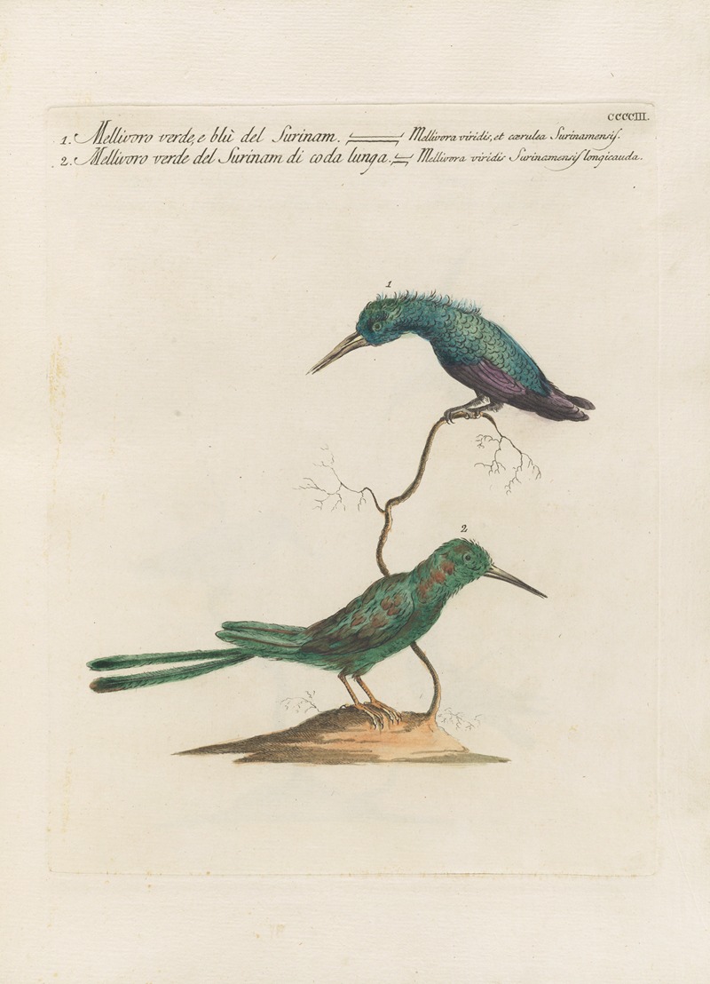 Ornithologia methodice digesta Pl.385 by Saverio Manetti, 1767-1776 — digital art print download