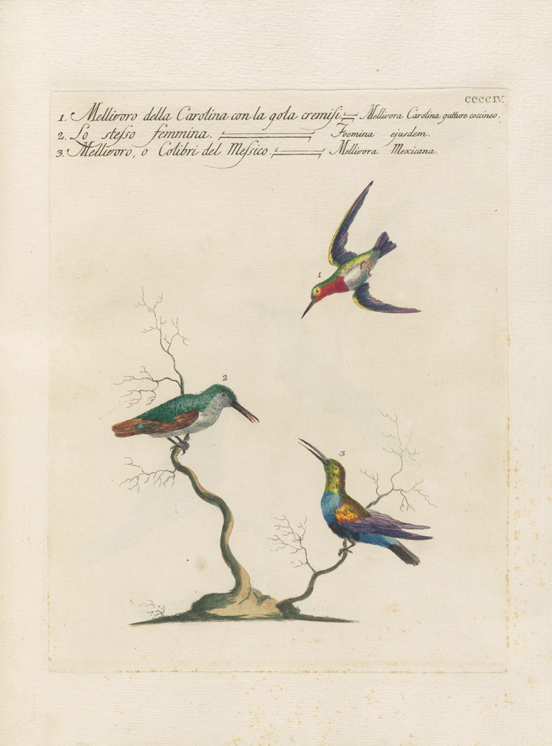 Ornithologia methodice digesta Pl.386 by Saverio Manetti, 1767-1776 — digital art print download