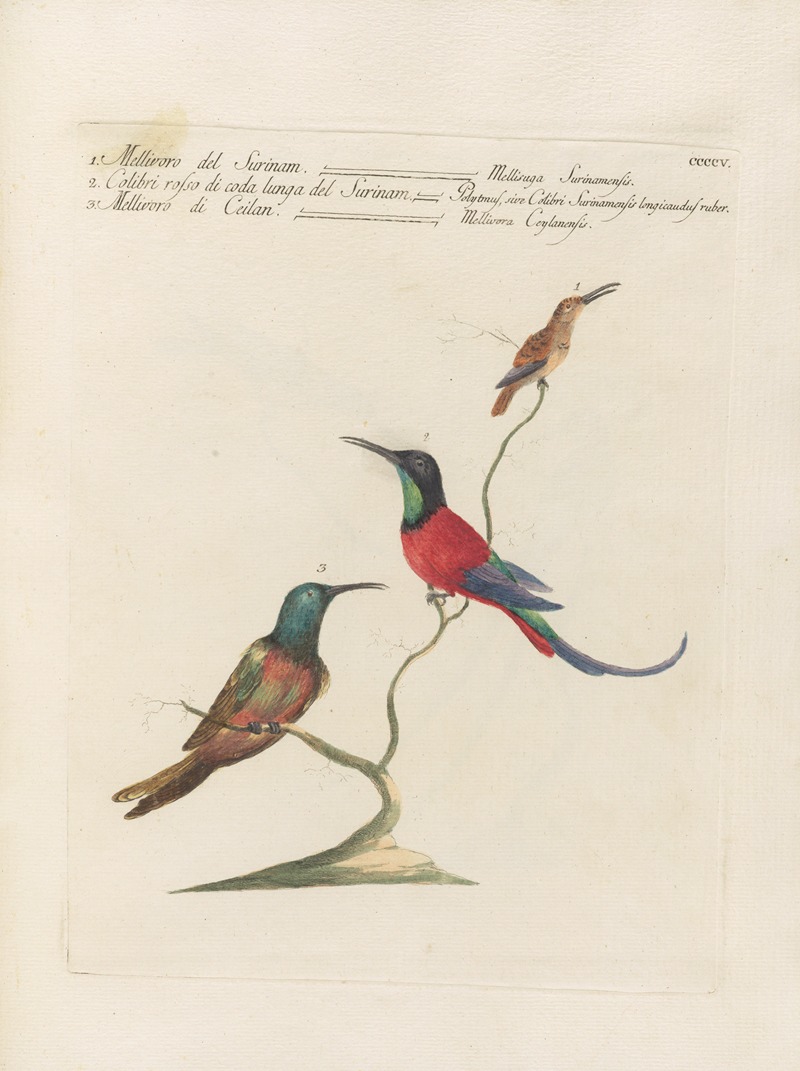 Ornithologia methodice digesta Pl.387 by Saverio Manetti, 1767-1776 — digital art print download