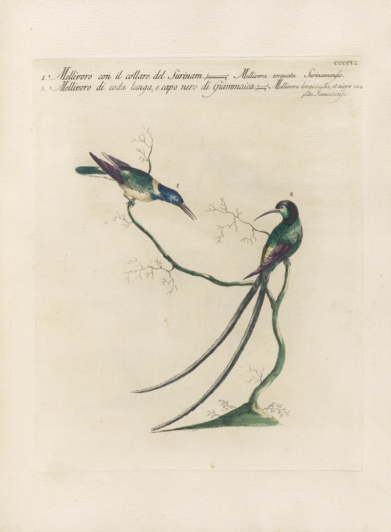 Ornithologia methodice digesta Pl.388 by Saverio Manetti, 1767-1776 — digital art print download