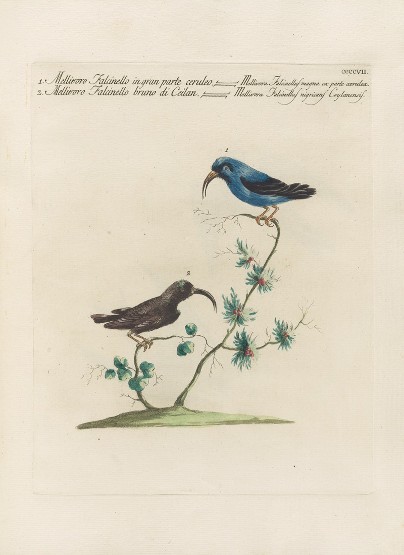 Ornithologia methodice digesta Pl.389 by Saverio Manetti, 1767-1776 — digital art print download