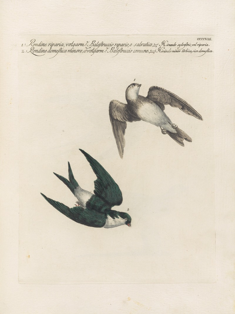 Ornithologia methodice digesta Pl.390 by Saverio Manetti, 1767-1776 — digital art print download