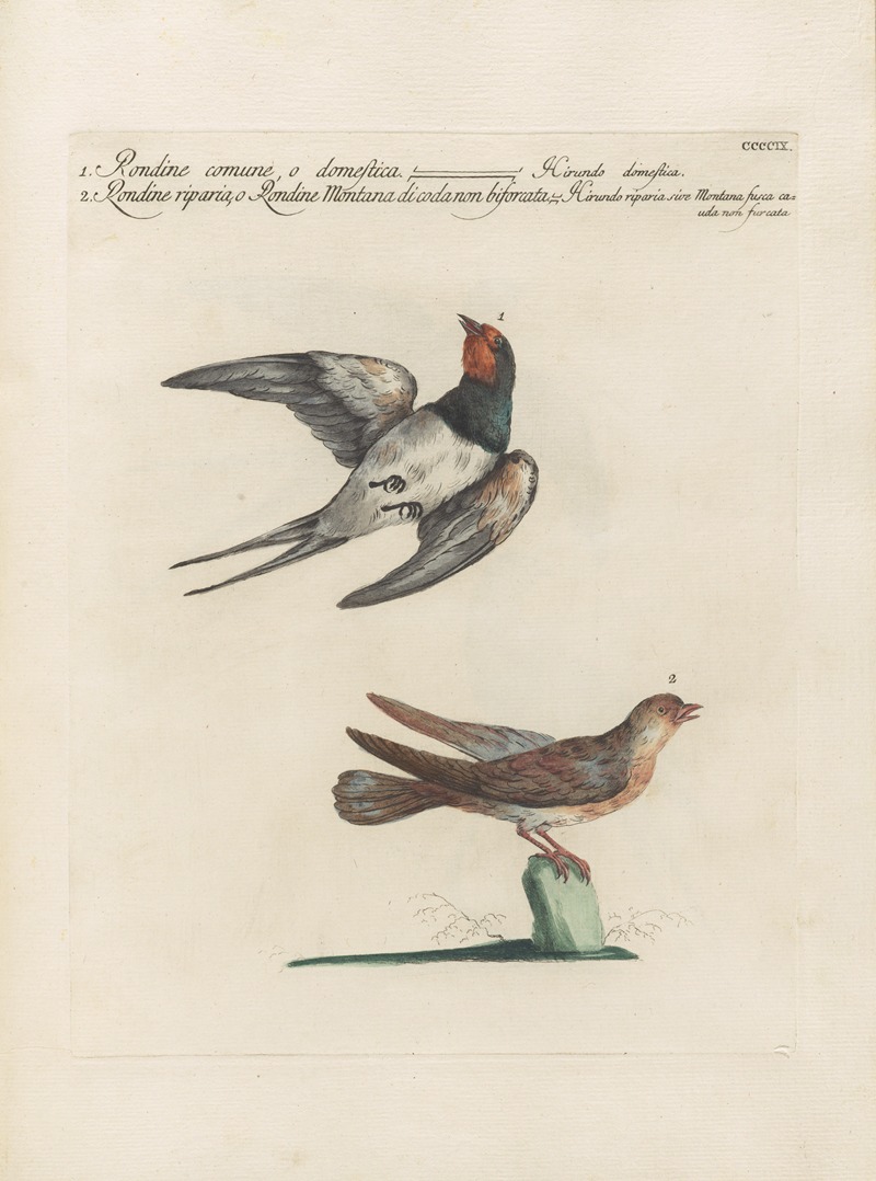 Ornithologia methodice digesta Pl.391 by Saverio Manetti, 1767-1776 — digital art print download