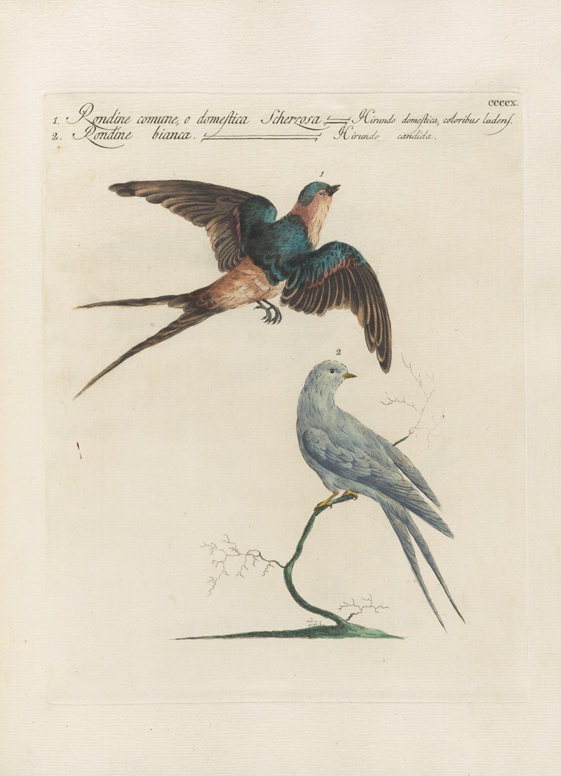 Ornithologia methodice digesta Pl.392 by Saverio Manetti, 1767-1776 — digital art print download