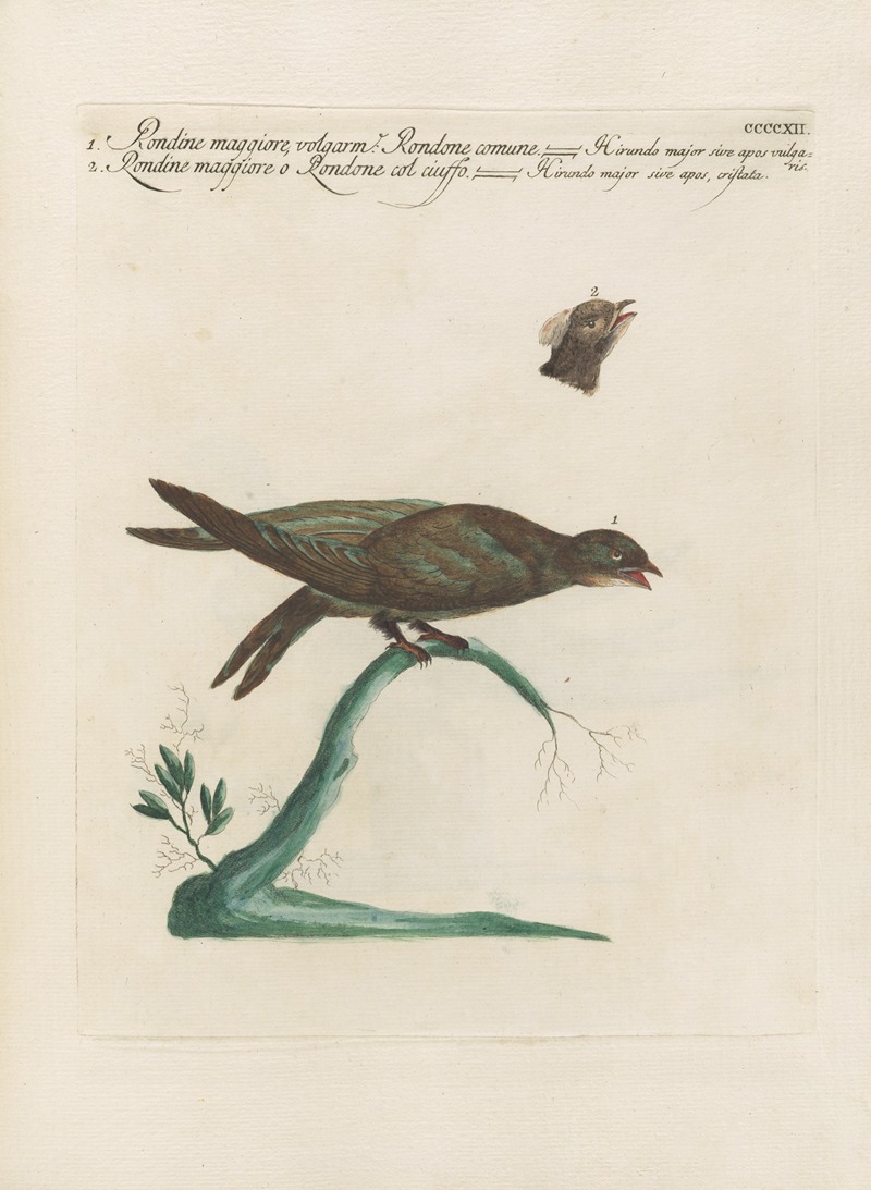Ornithologia methodice digesta Pl.394 by Saverio Manetti, 1767-1776 — digital art print download