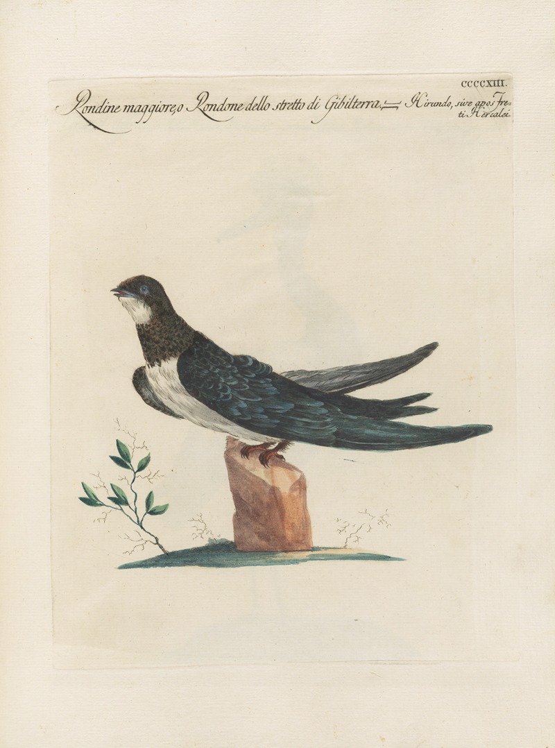Ornithologia methodice digesta Pl.395 by Saverio Manetti, 1767-1776 — digital art print download