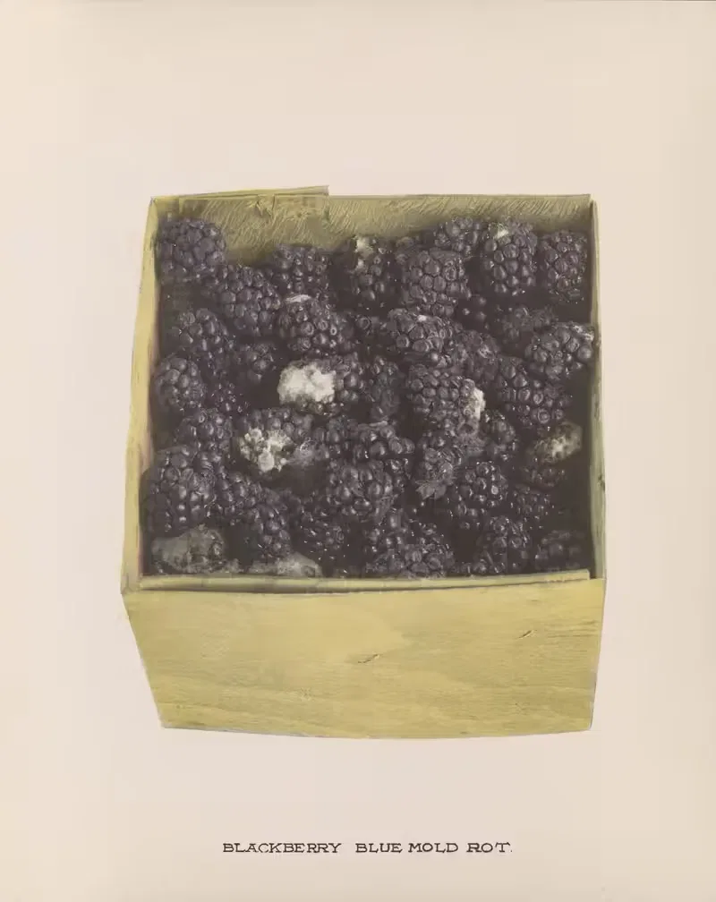 Blackberry Blue mold rot by U.S. Bureau of Plant Industry, 1920 — digital art print download