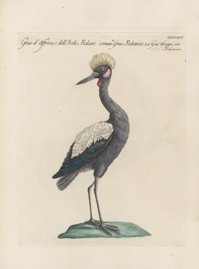 Ornithologia methodice digesta Pl.396 by Saverio Manetti, 1767-1776 — digital art print download