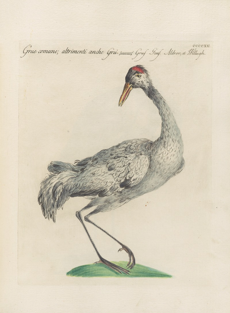 Ornithologia methodice digesta Pl.397 by Saverio Manetti, 1767-1776 — digital art print download
