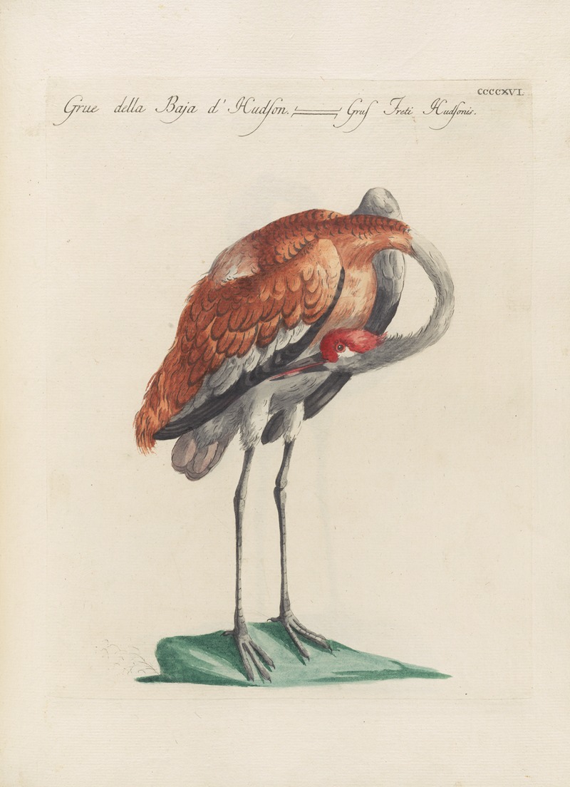 Ornithologia methodice digesta Pl.398 by Saverio Manetti, 1767-1776 — digital art print download
