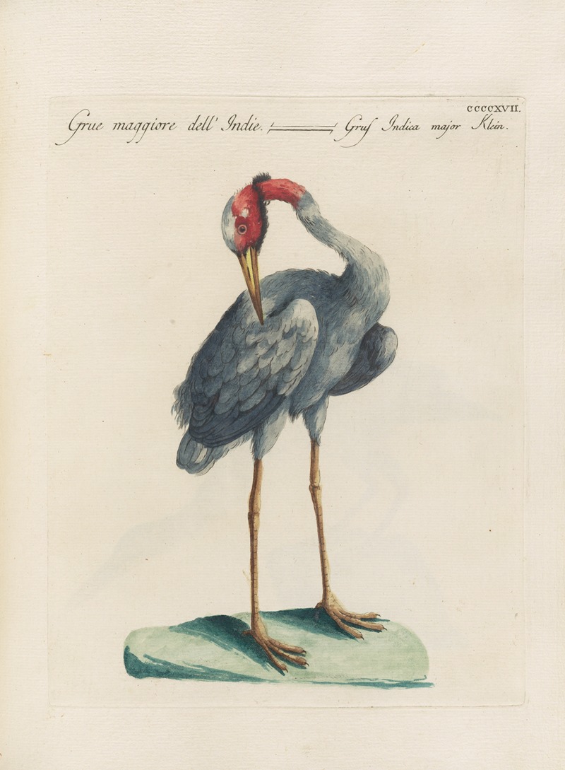 Ornithologia methodice digesta Pl.399 by Saverio Manetti, 1767-1776 — digital art print download