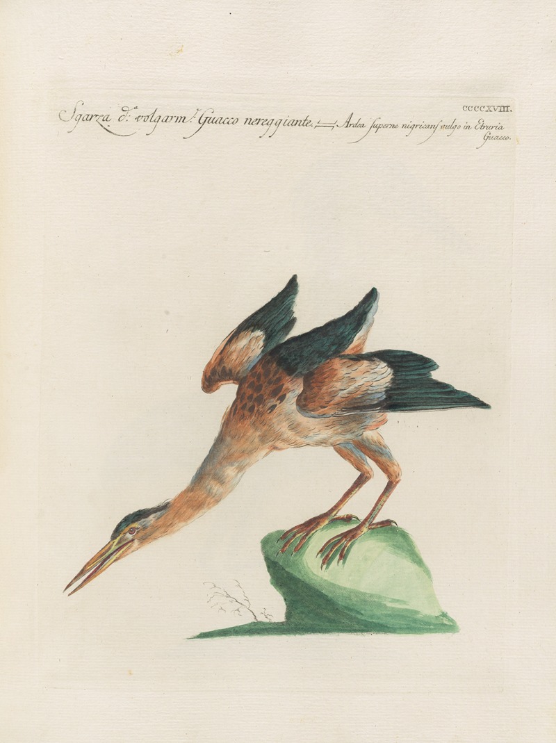 Ornithologia methodice digesta Pl.400 by Saverio Manetti, 1767-1776 — digital art print download