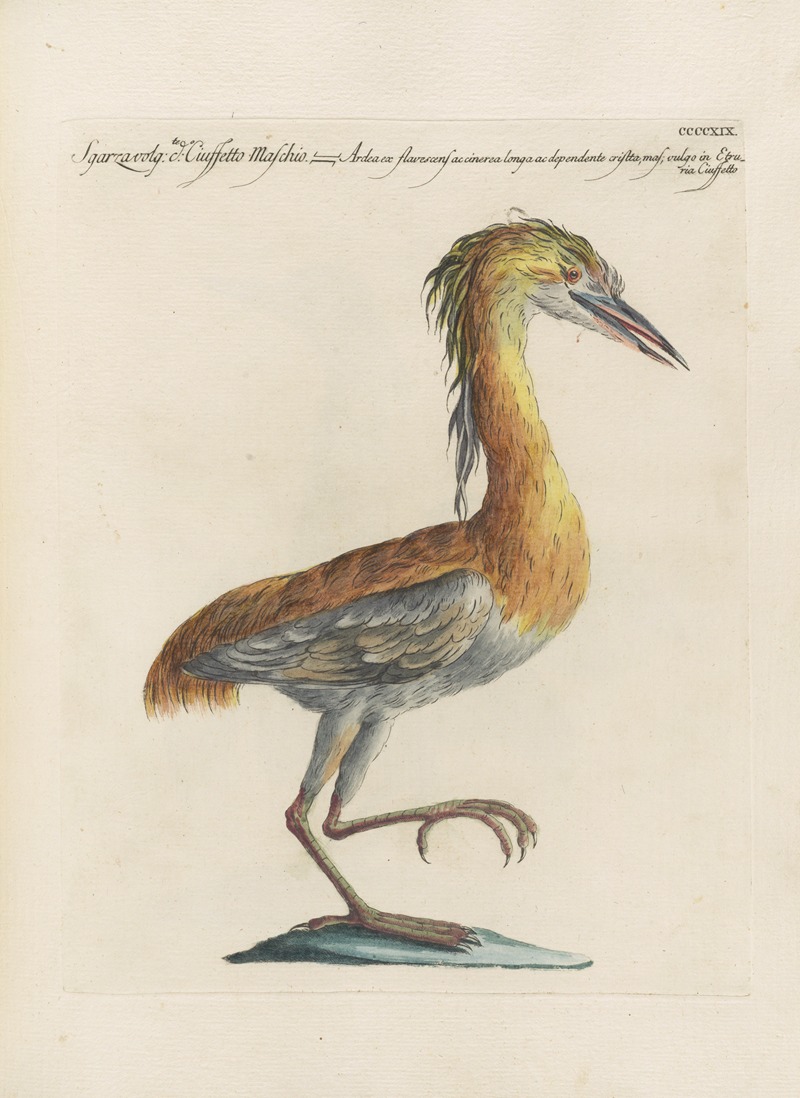 Ornithologia methodice digesta Pl.401 by Saverio Manetti, 1767-1776 — digital art print download